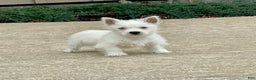 West Highland Terrier dogs for sale: Leah, AKC - Ad 13