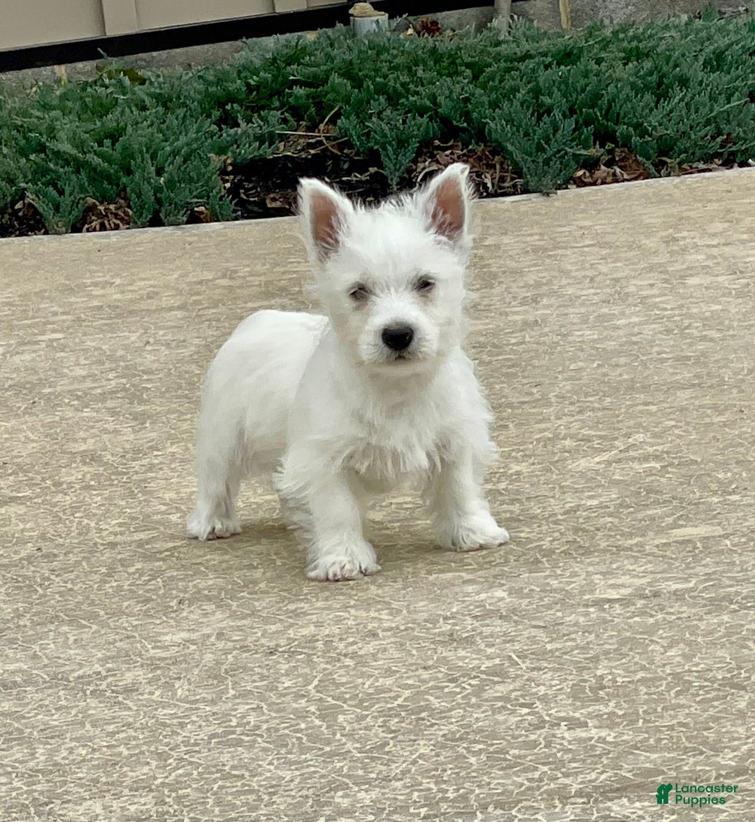 West Highland Terrier dogs for sale: Leah, AKC - Ad 13