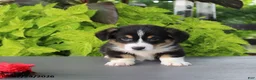 Welsh Corgi Pembroke dogs for sale: Charlie - Ad 2