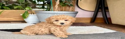 Maltipoo dogs for sale: Suzie  - Ad 13