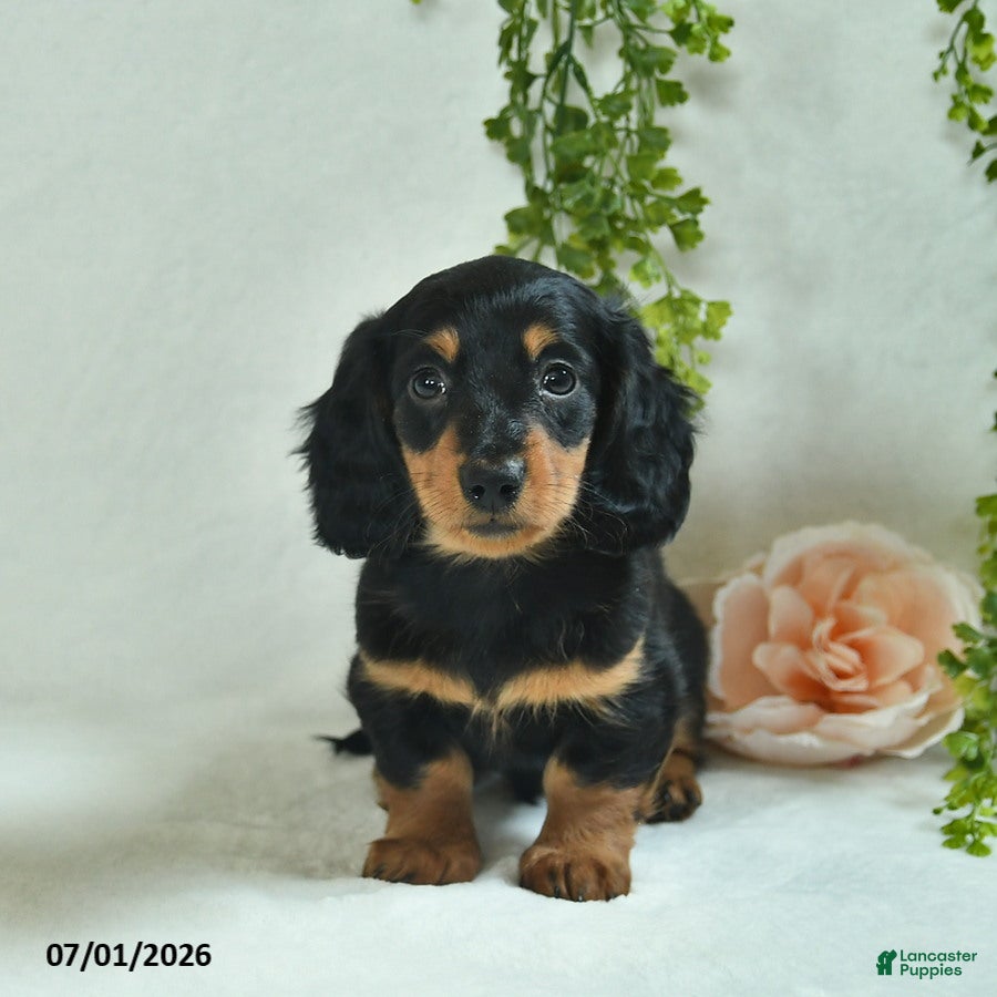 Miniature Dachshund dogs Garrett - Ad 1