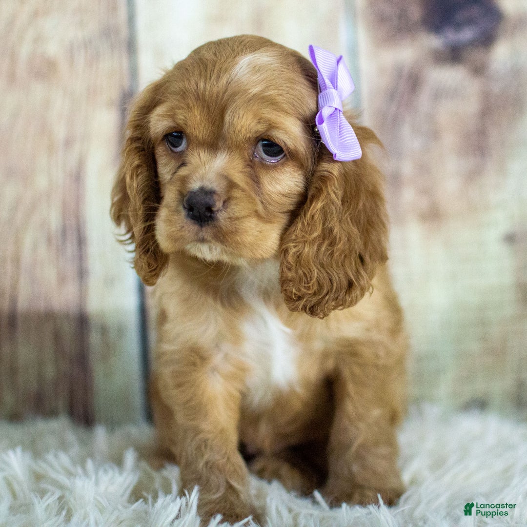 Cocker Spaniel dogs for sale: Paris - Ad 3