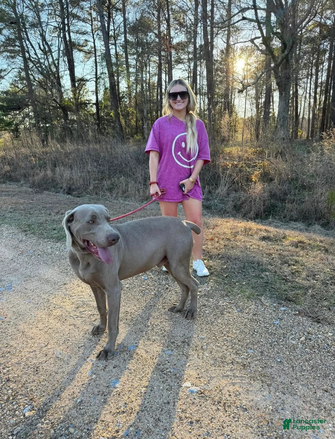 Weimaraner dogs for sale: Weimaraner Puppy 1 - Ad 3