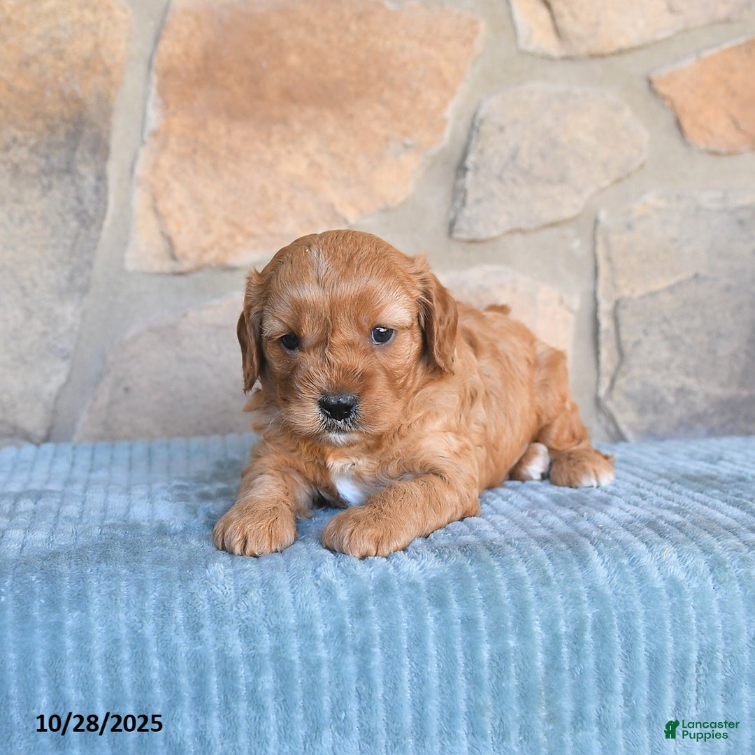 Cavapoo dogs for sale: Forest - Ad 9