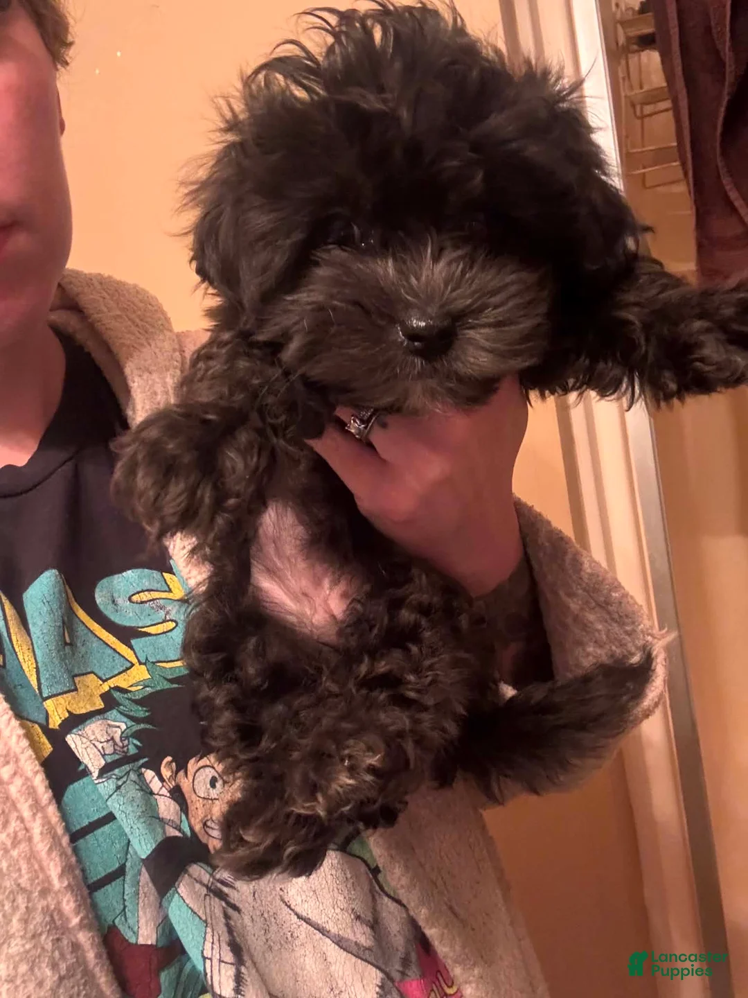 Shihpoo dogs for sale: Shihpoo girl - Ad 2
