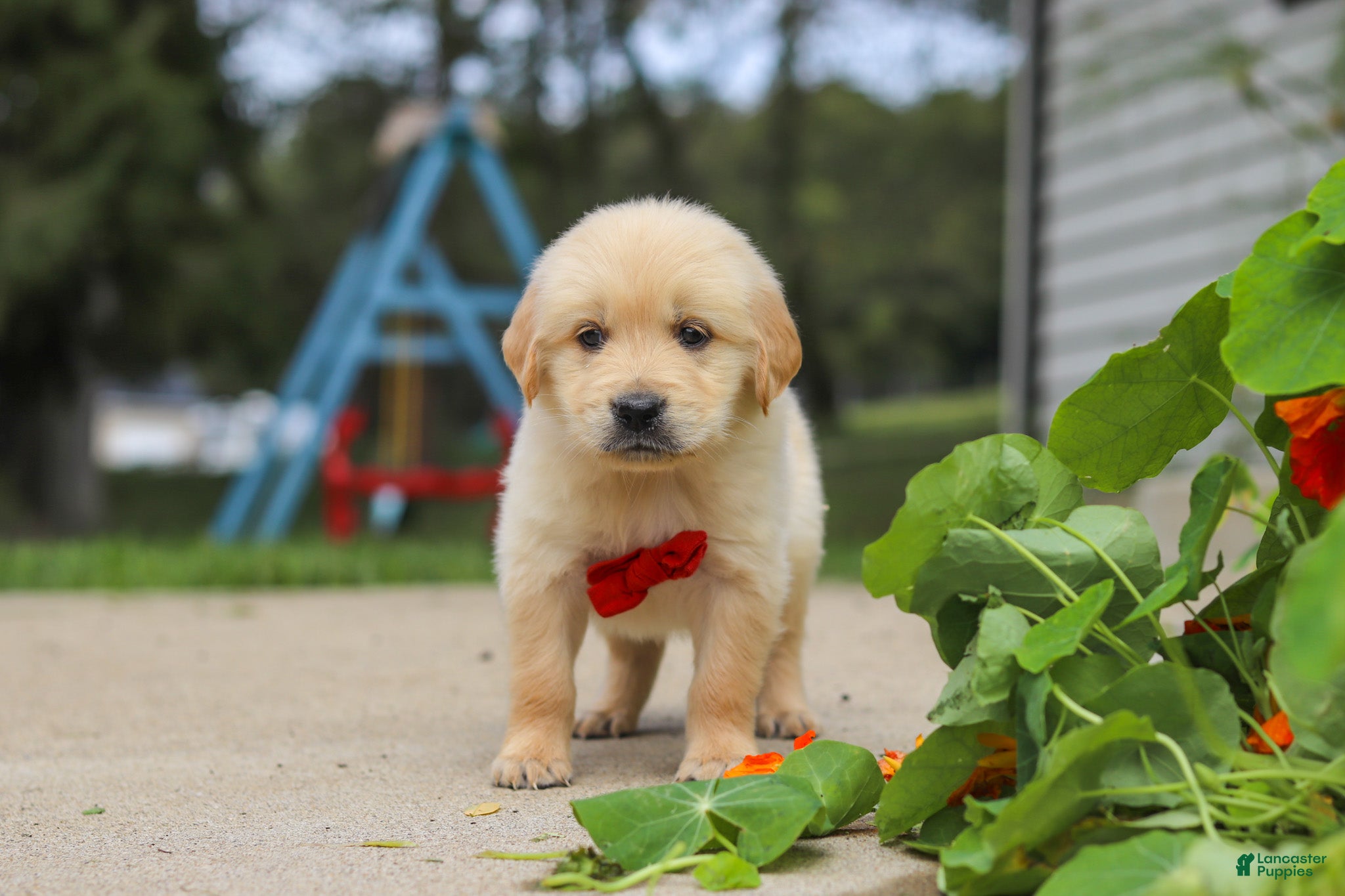 Golden Retriever dogs Buddy - Ad 1