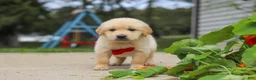 Golden Retriever dogs for sale: Buddy - Ad 1