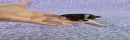 Chihuahua dogs for sale: AKC Fiona  - Ad 6