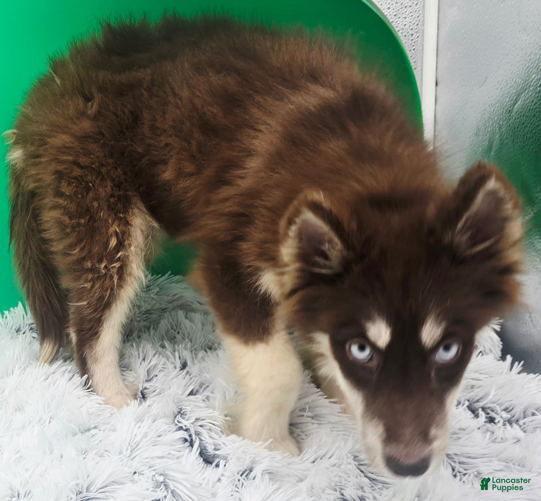Siberian Husky dogs for sale: Brownie  - Ad 2