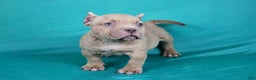 American Bully dogs for sale: Lilac Female - Ad 3