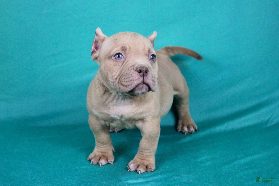 American Bully dogs for sale: Lilac Female - Ad 3