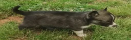 Siberian Husky dogs for sale: Sonya's male 3 - Ad 12