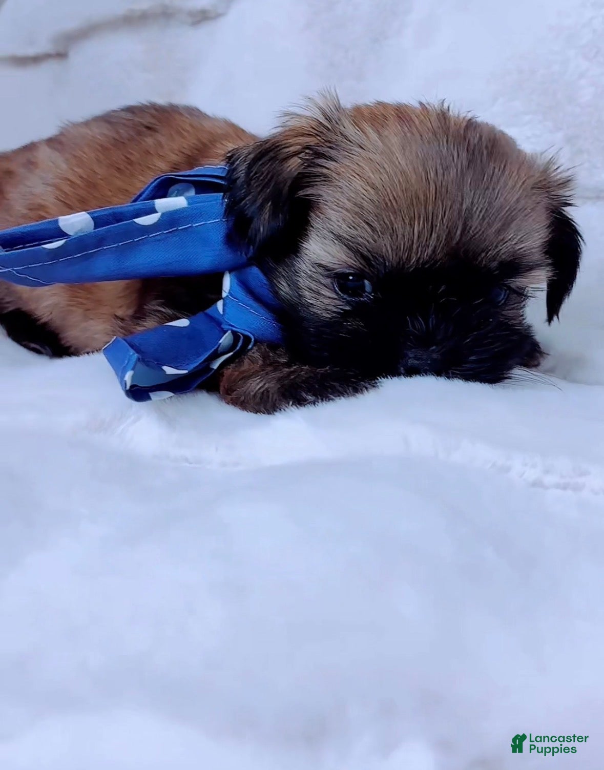 Shih Tzu dogs for sale: Gizmo - Ad 1