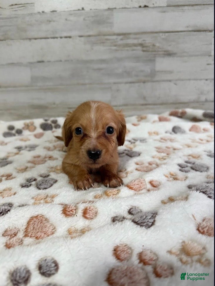 Dachshund dogs Bentley - Ad 2