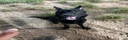 German Shepherd dogs for sale: German Shepherd 1 - Ad 5
