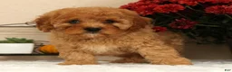 Cavapoo dogs for sale: Avery - Ad 7
