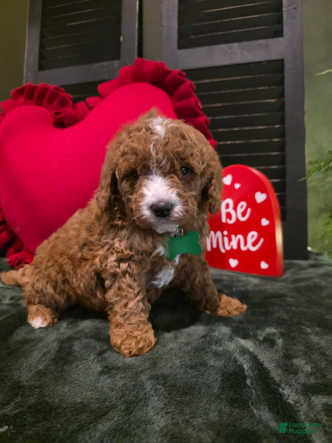 Mini Bernedoodle dogs for sale: Colton  - Ad 10