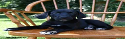 Mixed Breed dogs for sale: Linie - Ad 3
