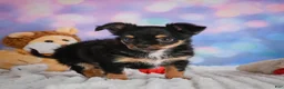 Chihuahua dogs for sale: Elvis - Ad 19