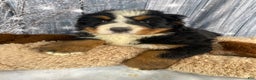 Bernese Mountain Dog dogs for sale: Trixie - Ad 6