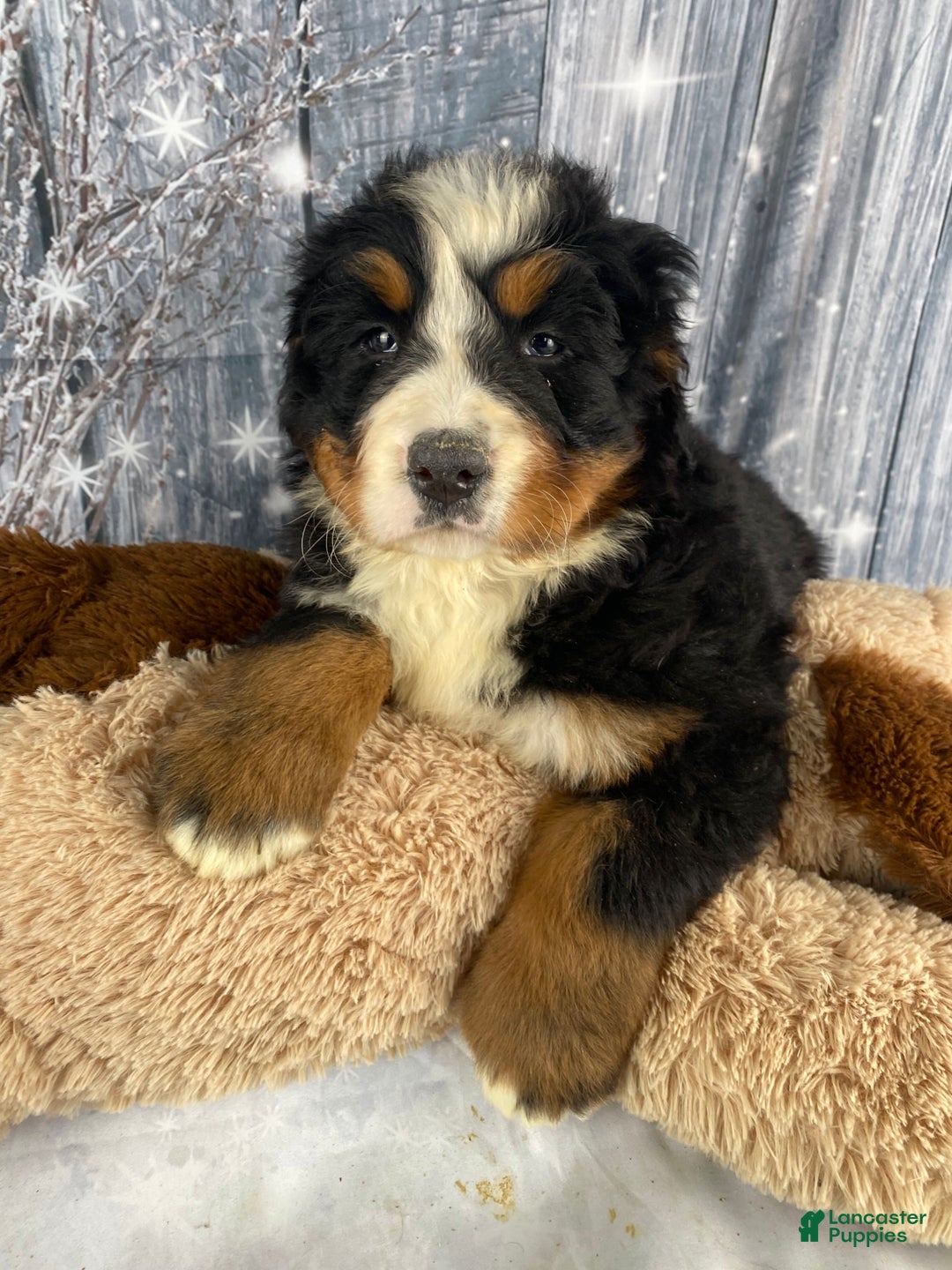 Bernese Mountain Dog dogs for sale: Trixie - Ad 6