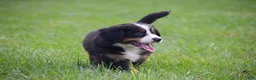Bernese Mountain Dog dogs for sale: Reba - Ad 3