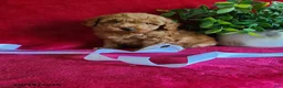 Miniature Poodle dogs for sale: Chloe - Ad 1