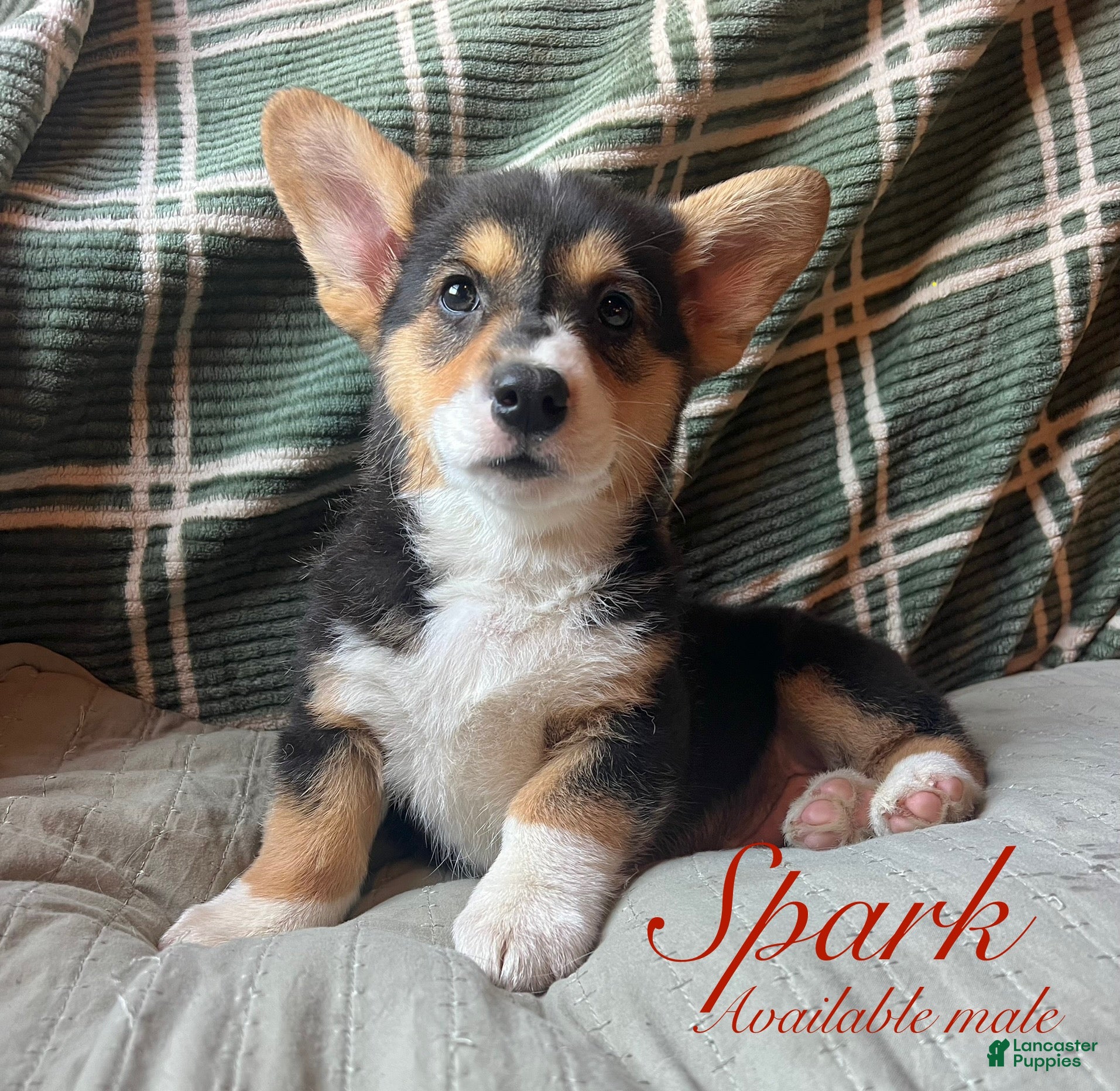 Welsh Corgi Pembroke dogs Spark - Ad 8