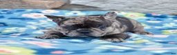 French Bulldog dogs for sale: Cove - Ad 5
