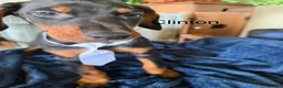 Doberman Pinscher dogs for sale: Doberman Pinscher 8 - Ad 13