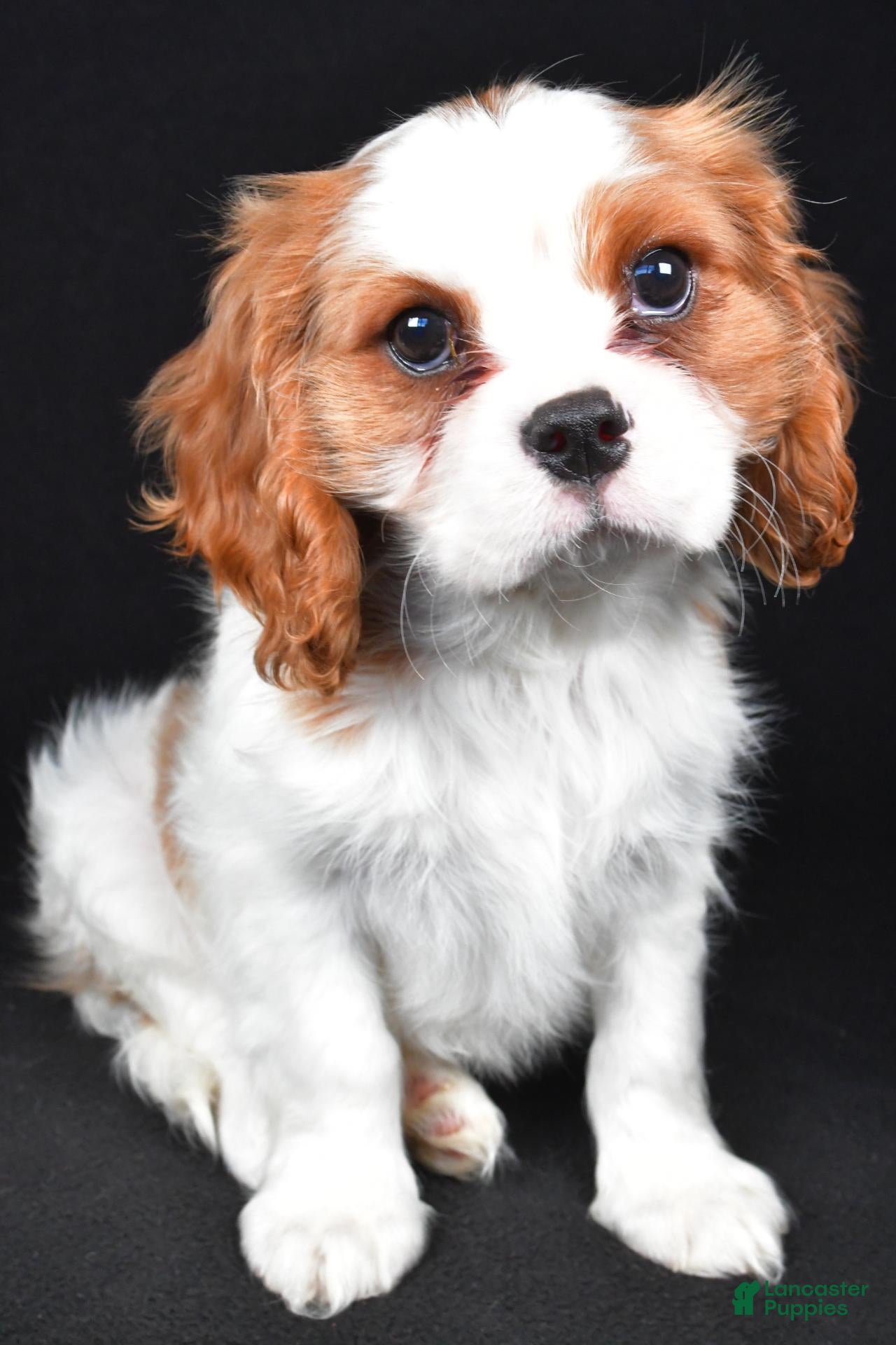 Cavalier King Charles Spaniel dogs for sale: Thomas - Ad 2