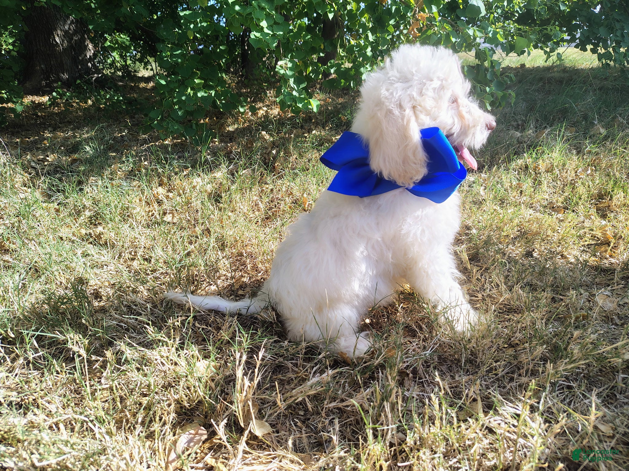 Mini Goldendoodle dogs Mini Goldendoodle 2 - Ad 2