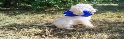 Mini Goldendoodle dogs for sale: Mini Goldendoodle 2 - Ad 2