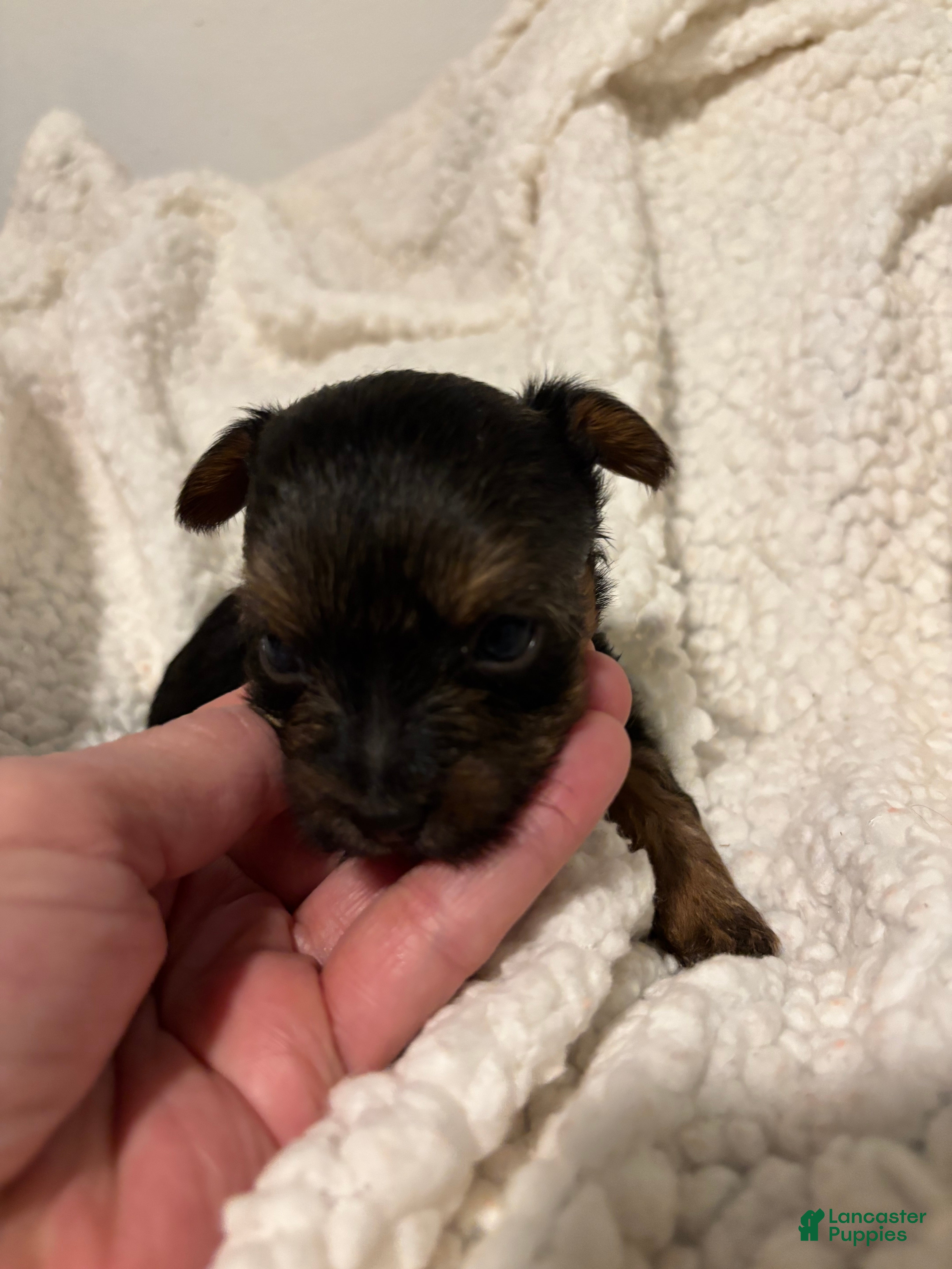 Yorkiepoo dogs for sale: Yorkiepoo Puppy 5 - Ad 3