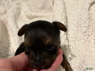 Yorkiepoo dogs for sale: Yorkiepoo Puppy 5 - Ad 3