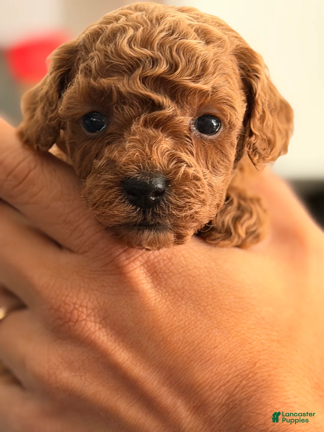 Toy Poodle dogs for sale: Peach - Ad 2
