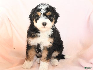 Mini Bernedoodle dogs - Ad 24