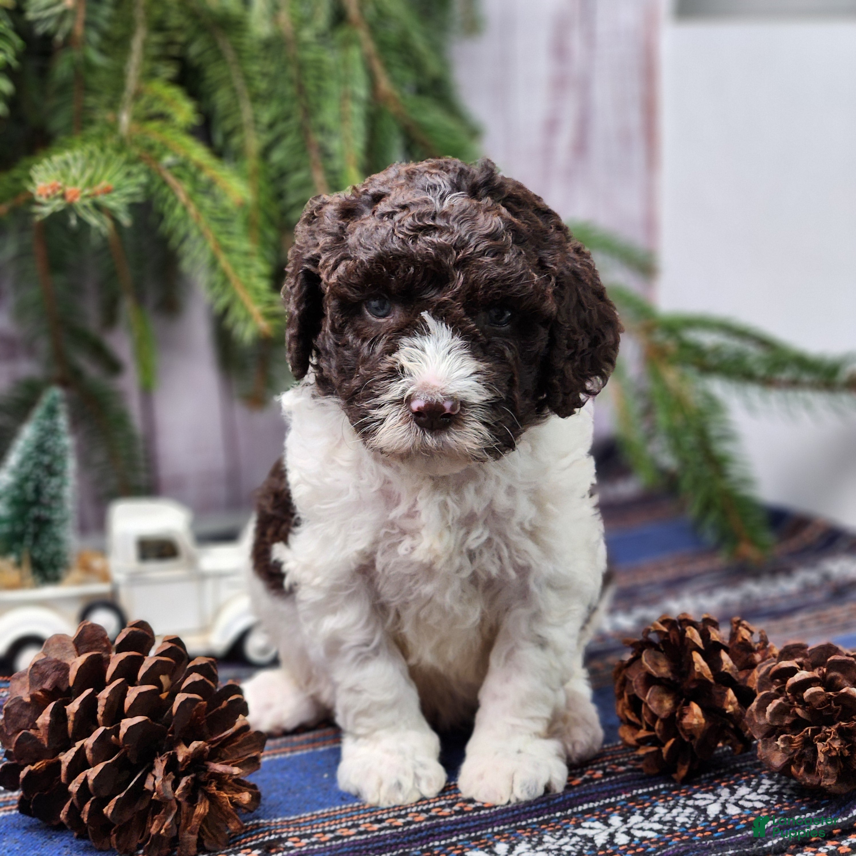 Labradoodle dogs William - F1B - Ad 2