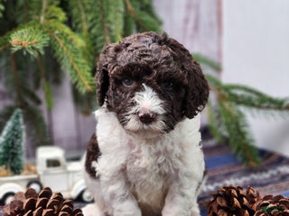 Labradoodle dogs William - F1B - Ad 34