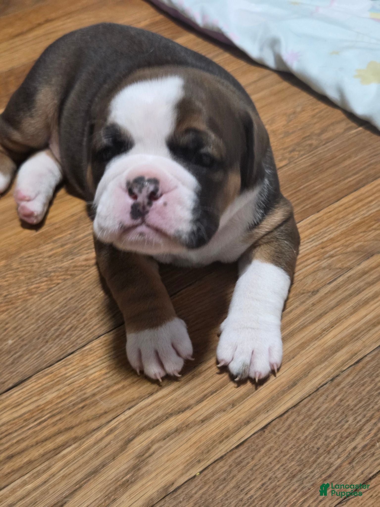 Mixed Breed dogs Bailey  - Ad 2
