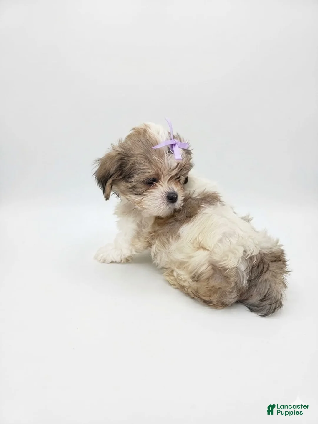 Shih Tzu dogs for sale: Shih Tzu 1 - Ad 2