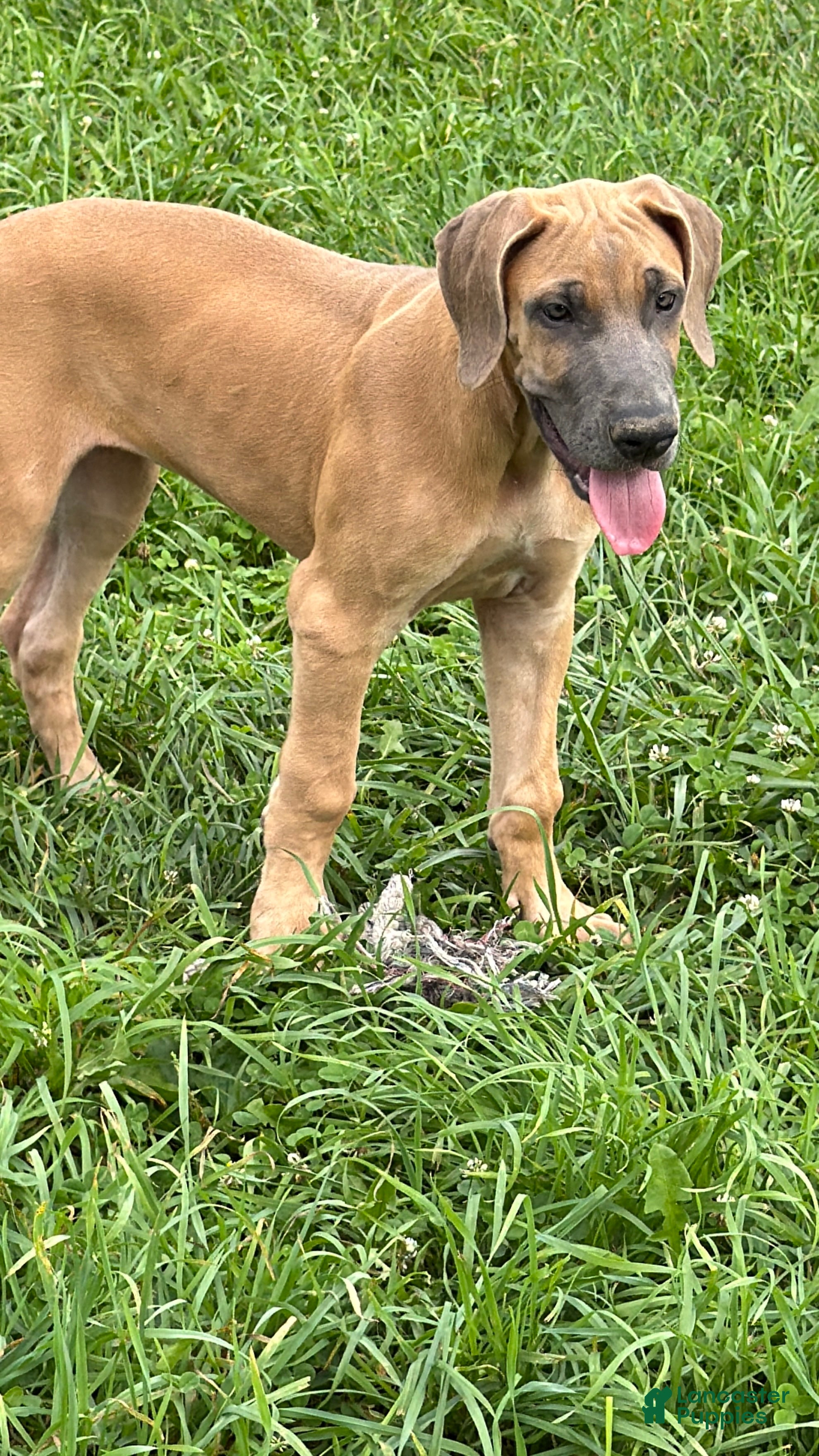 Great Dane dogs Patience Great Dane  - Ad 1
