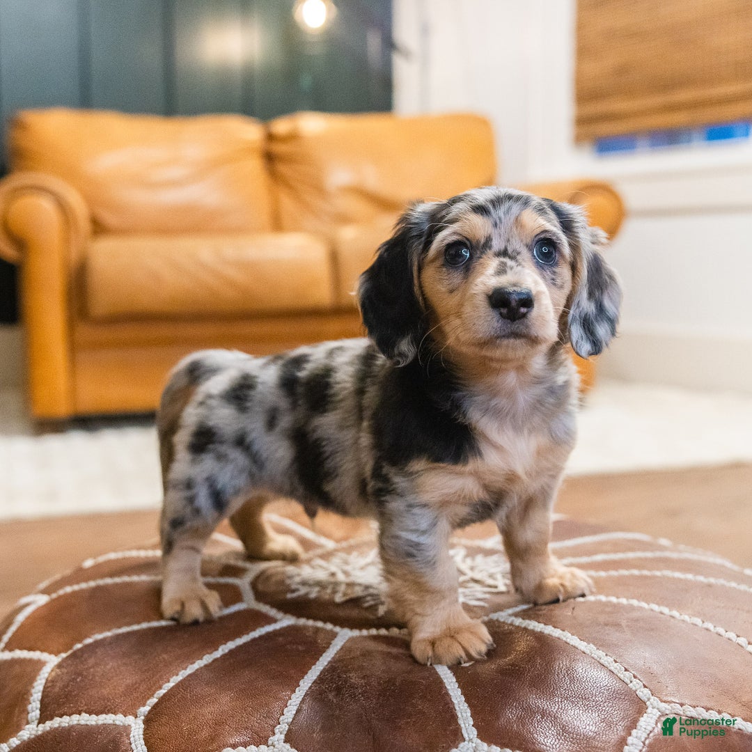 Miniature Dachshund dogs for sale: Max - Ad 8