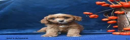 Cavapoo dogs for sale: Jayda - Ad 4