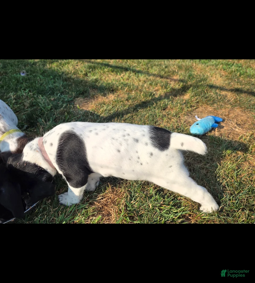 German Shorthaired Pointer dogs for sale: German Shorthaired Pointer ( pink collar ) - Ad 2