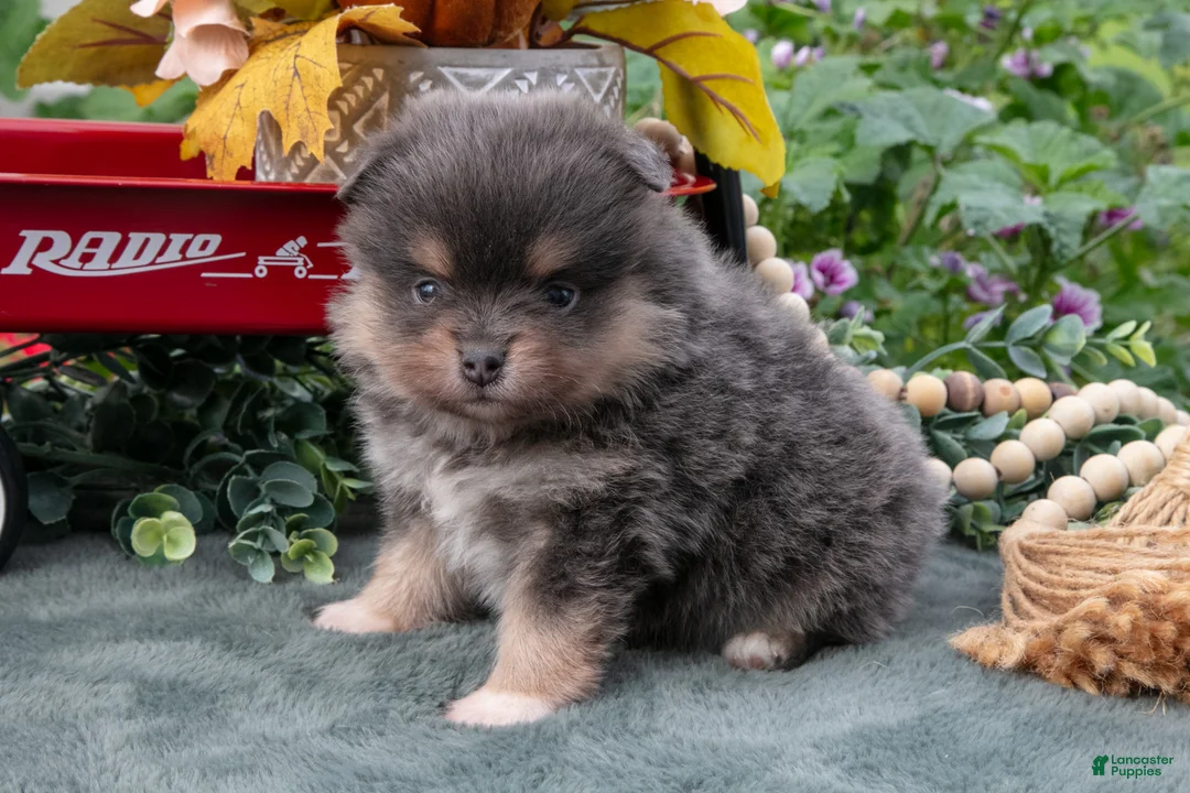 Pomeranian dogs for sale: Santos - Ad 2