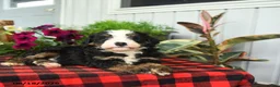 Mini Bernedoodle dogs for sale: Romeo - Ad 2