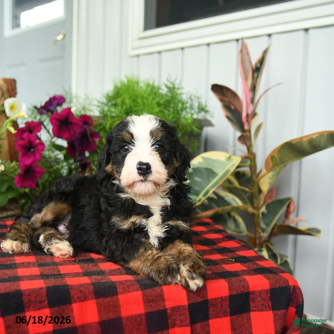 Mini Bernedoodle dogs for sale: Romeo - Ad 2