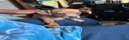 Mixed Breed dogs for sale: Candace - Ad 2