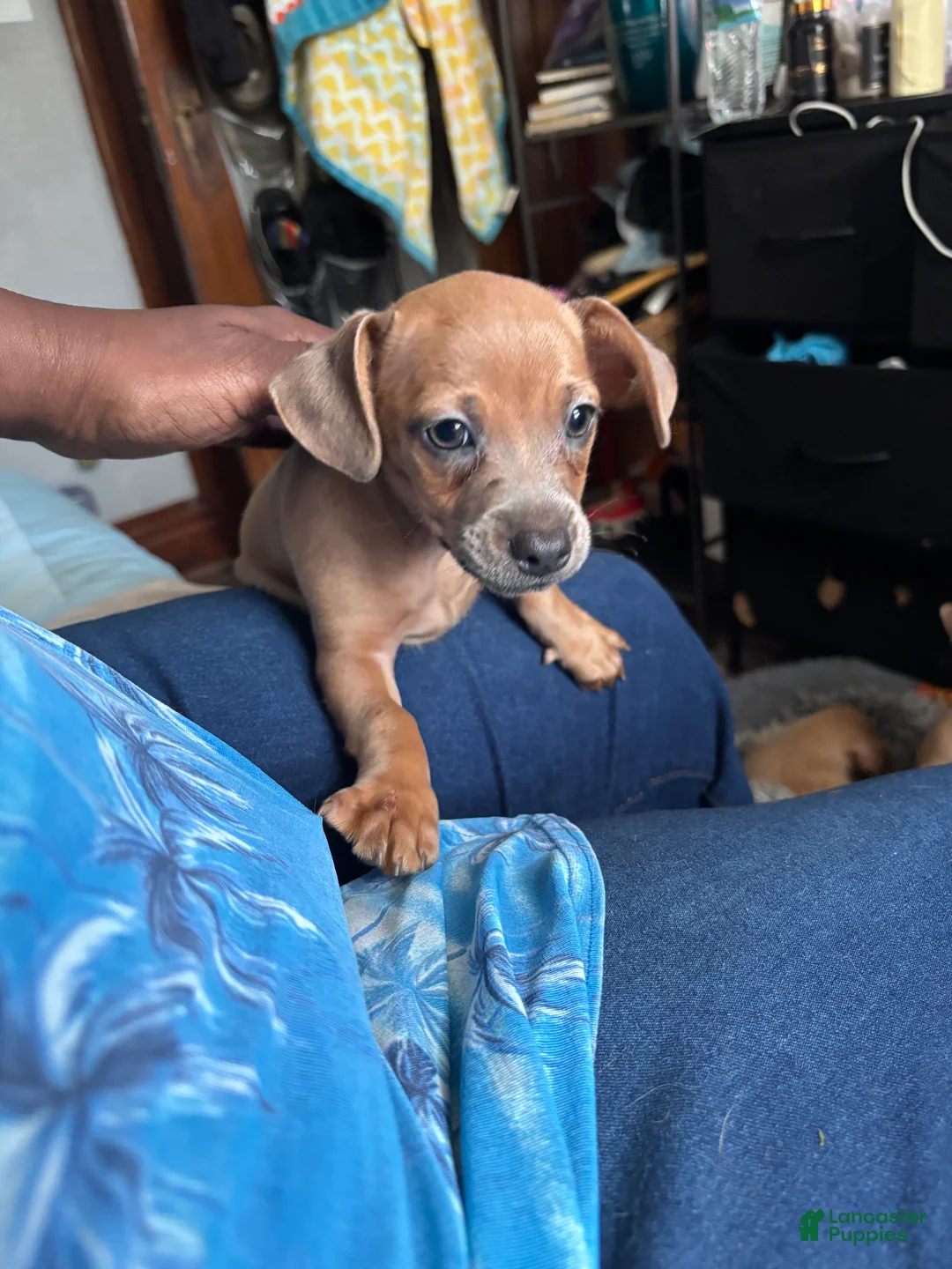 Mixed Breed dogs for sale: Candace - Ad 2